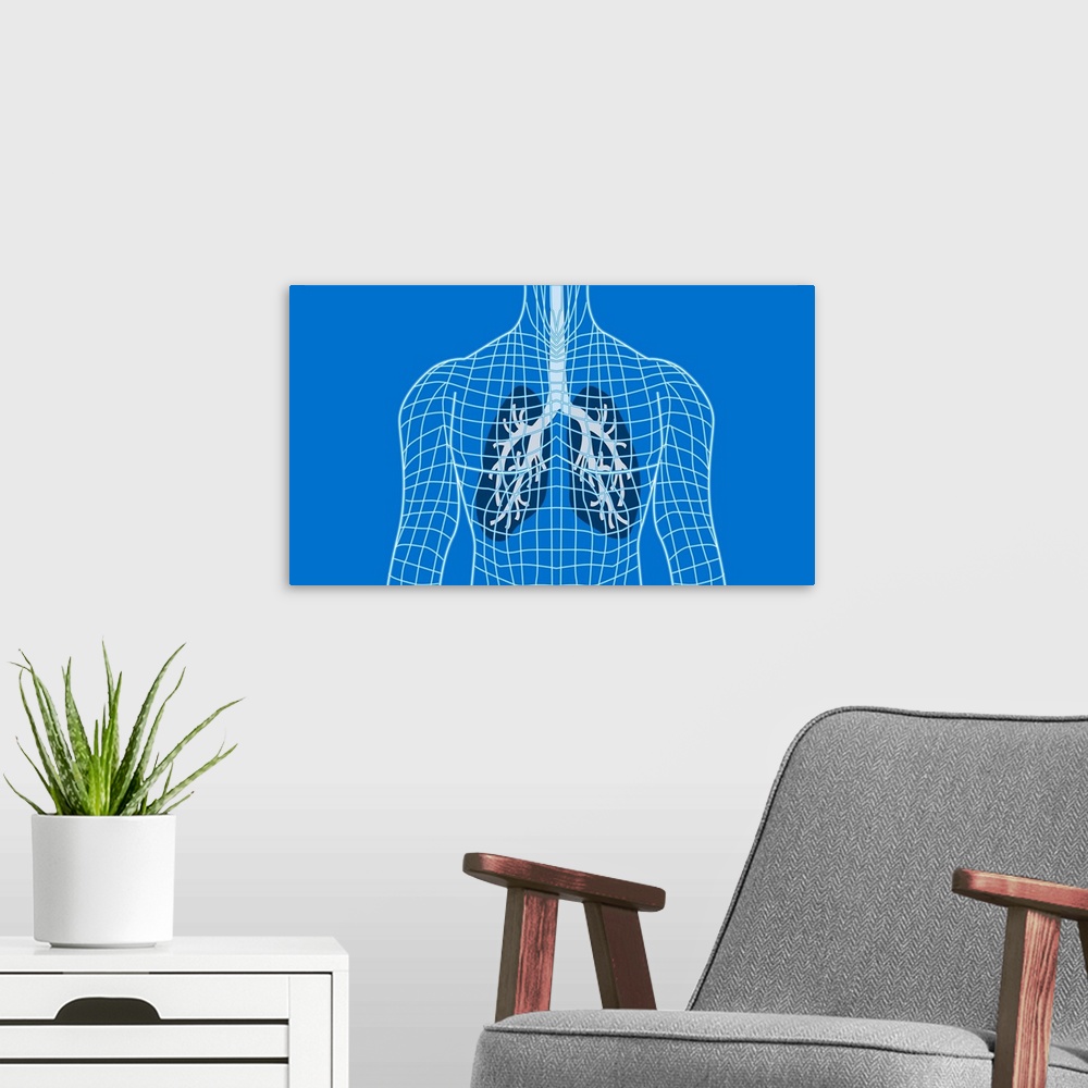 A modern room featuring Lungs in a wireframe body, computer artwork. The windpipe (trachea, grey) runs downwards from the...