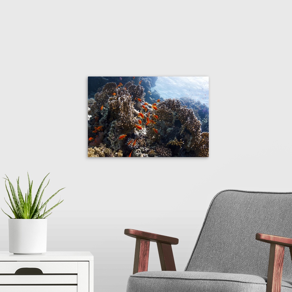 A modern room featuring Lyretail anthias (Pseudanthias squamipinnis) swimming over table corals (Acropora sp.) and net fi...