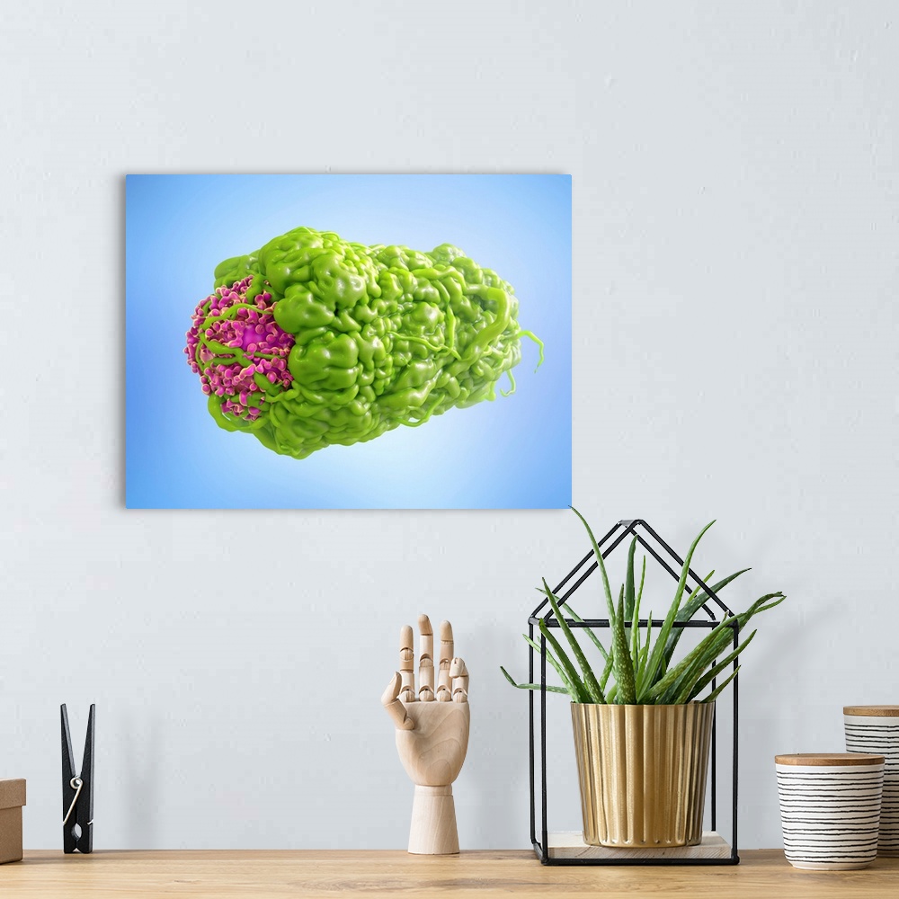 A bohemian room featuring Macrophage engulfing cancer cell. 3D computer illustration of a macrophage white blood cell (gree...