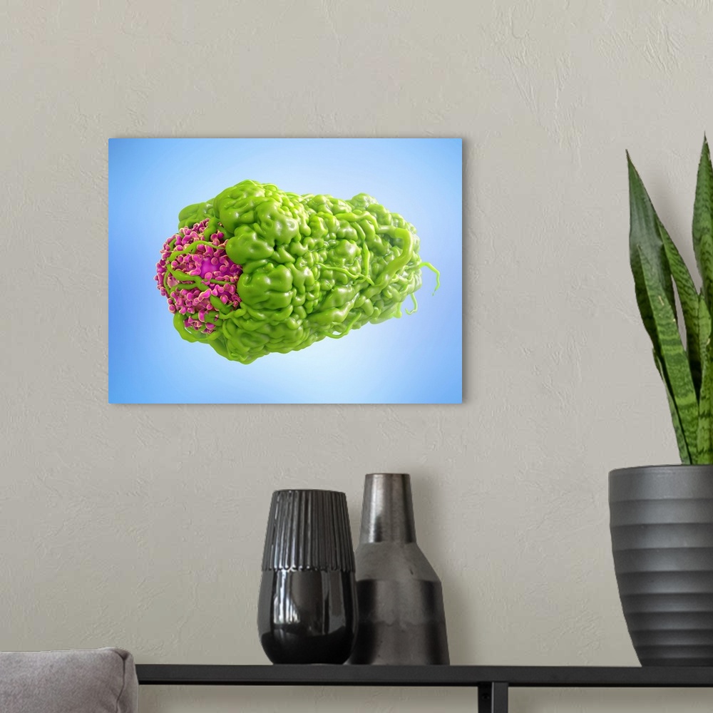 A modern room featuring Macrophage engulfing cancer cell. 3D computer illustration of a macrophage white blood cell (gree...