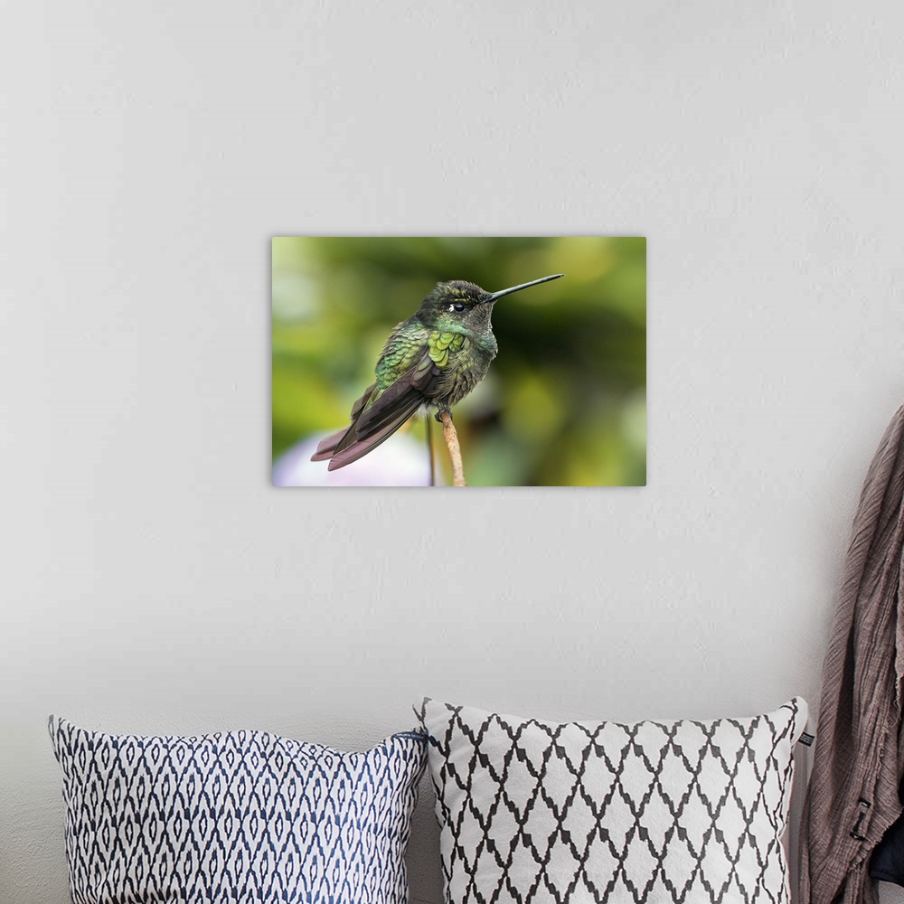 A bohemian room featuring Magnificent hummingbird (Eugenes fulgens) perched on a plant. This hummingbird inhabits wooded ar...