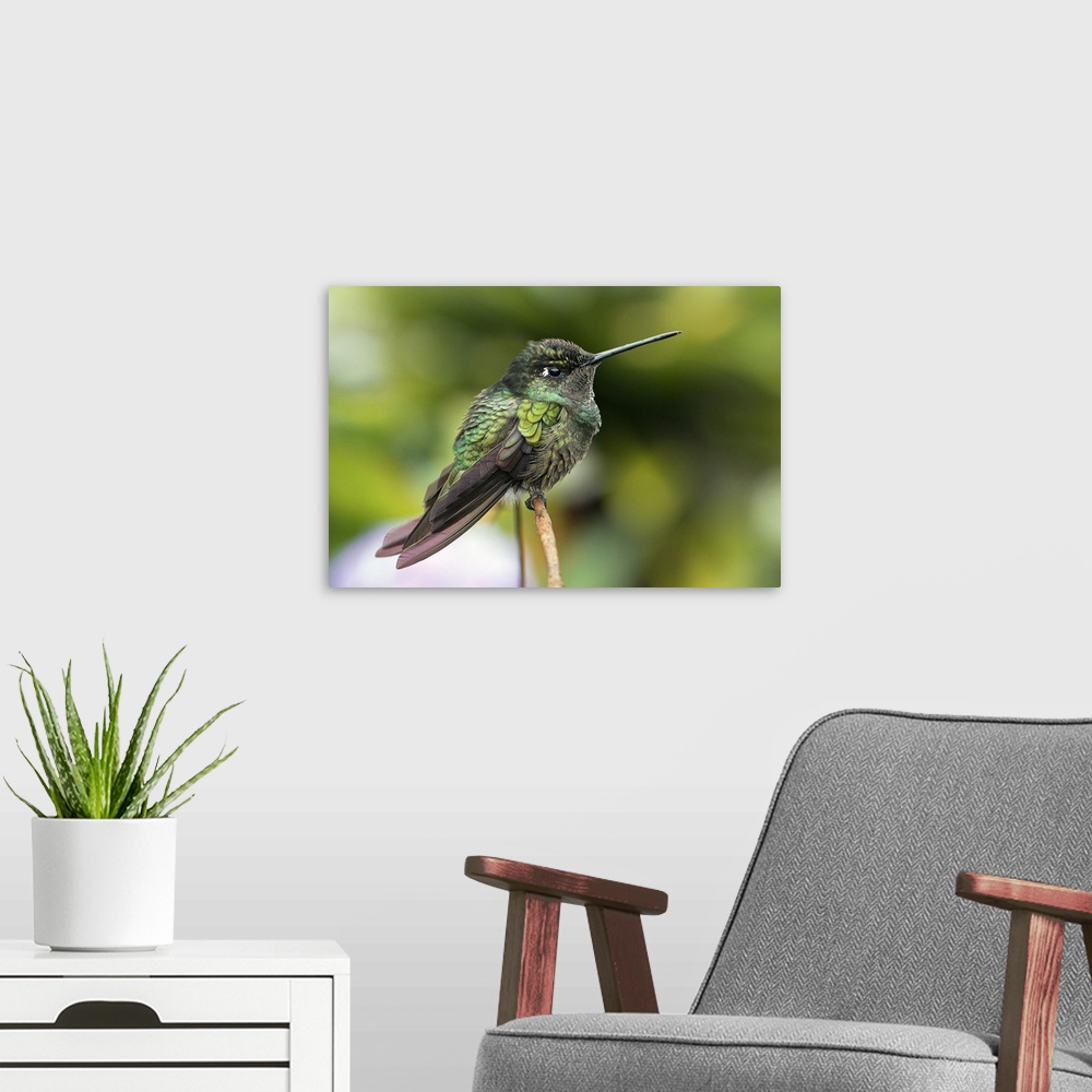 A modern room featuring Magnificent hummingbird (Eugenes fulgens) perched on a plant. This hummingbird inhabits wooded ar...