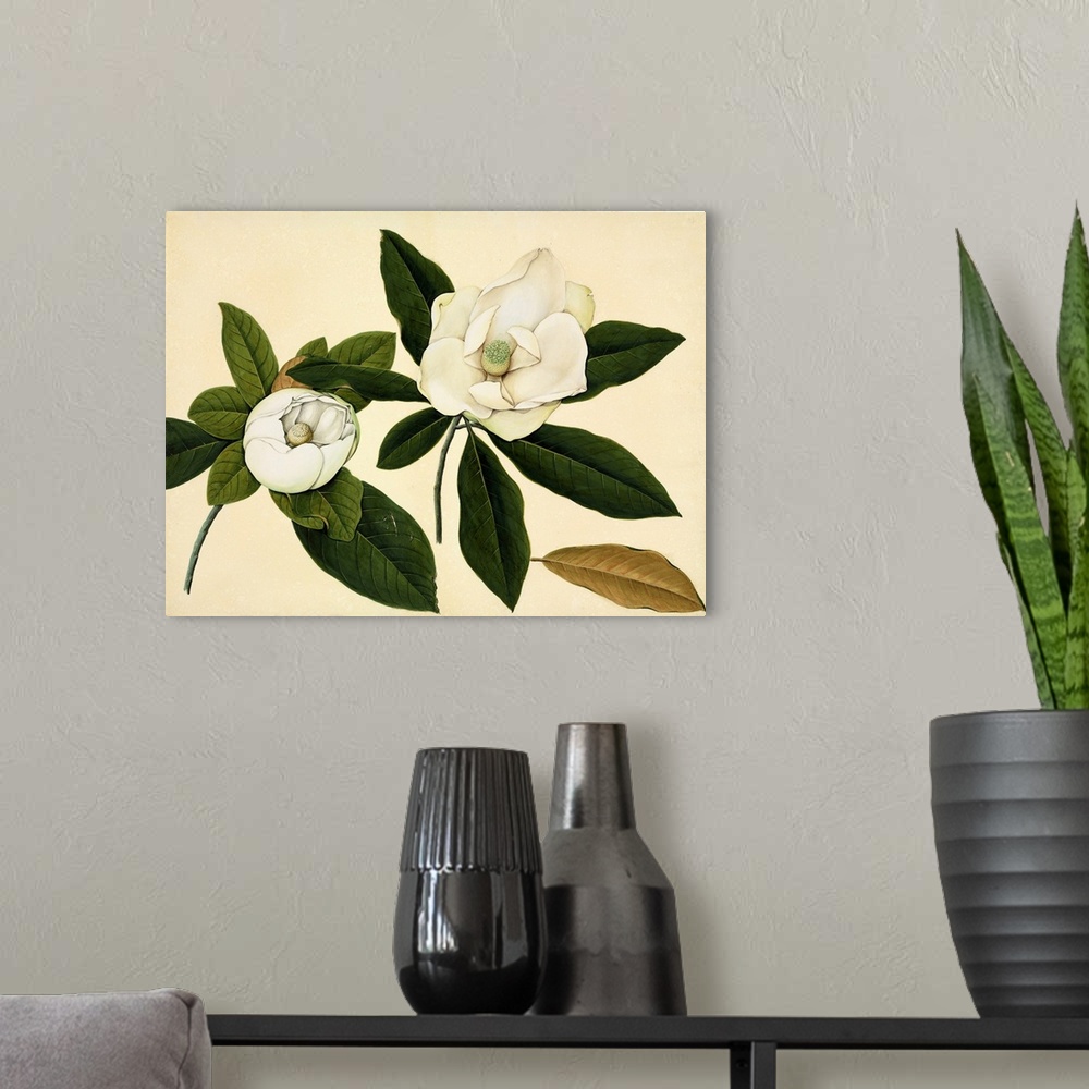 A modern room featuring Magnolia flowers, 19th-century artwork. These are thought to be (but not confirmed as) the specie...