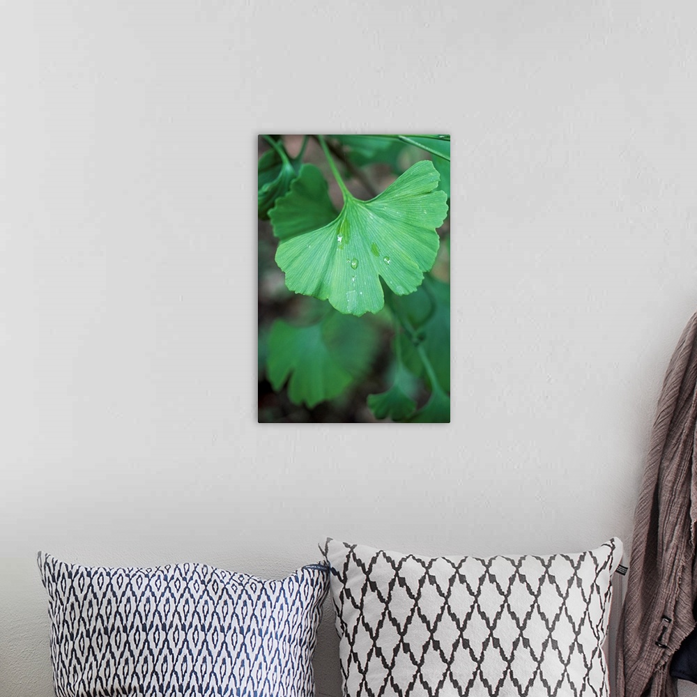 A bohemian room featuring Maidenhair tree leaf (Ginkgo biloba) with a raindrop on its surface. An extract from the leaves o...