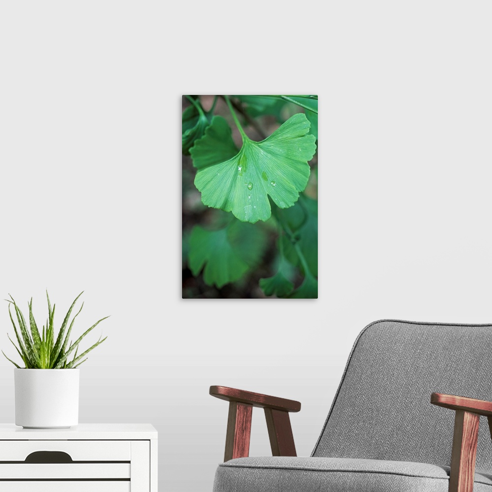 A modern room featuring Maidenhair tree leaf (Ginkgo biloba) with a raindrop on its surface. An extract from the leaves o...
