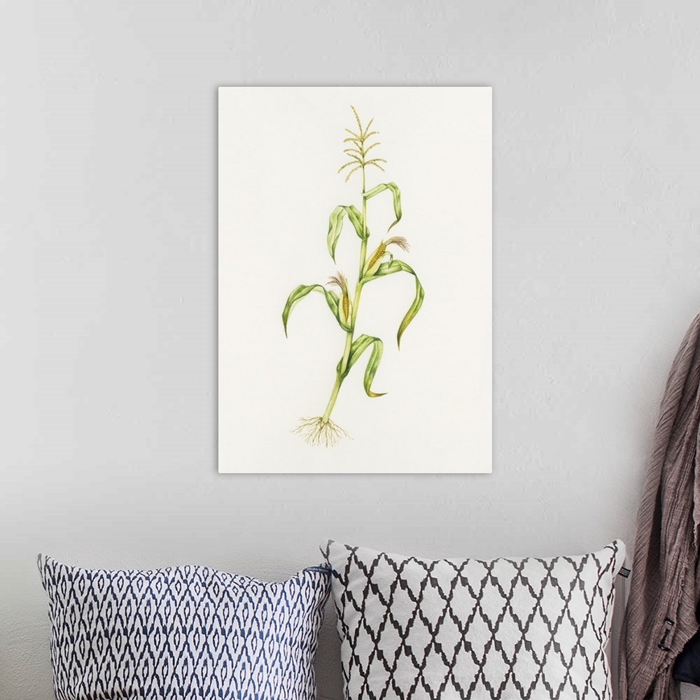 A bohemian room featuring Maize (Zea mays). Watercolour artwork illustrating stages of growth of maize. The stem at the top...