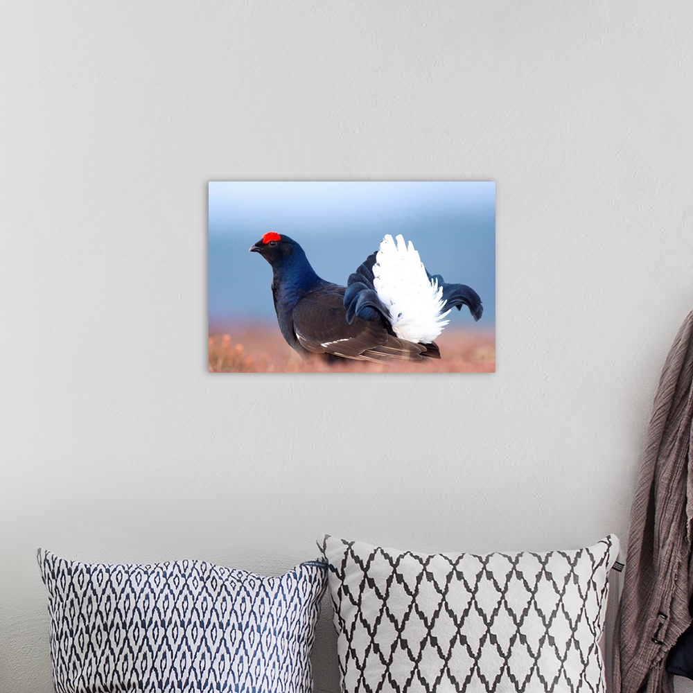 A bohemian room featuring Male black grouse (Tetrao tetrix) displaying on the lek. The lek is a type of animal territory in...