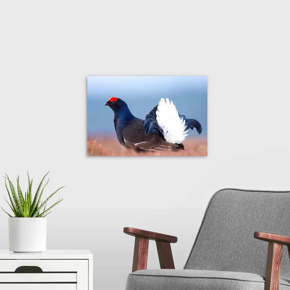 A modern room featuring Male black grouse (Tetrao tetrix) displaying on the lek. The lek is a type of animal territory in...