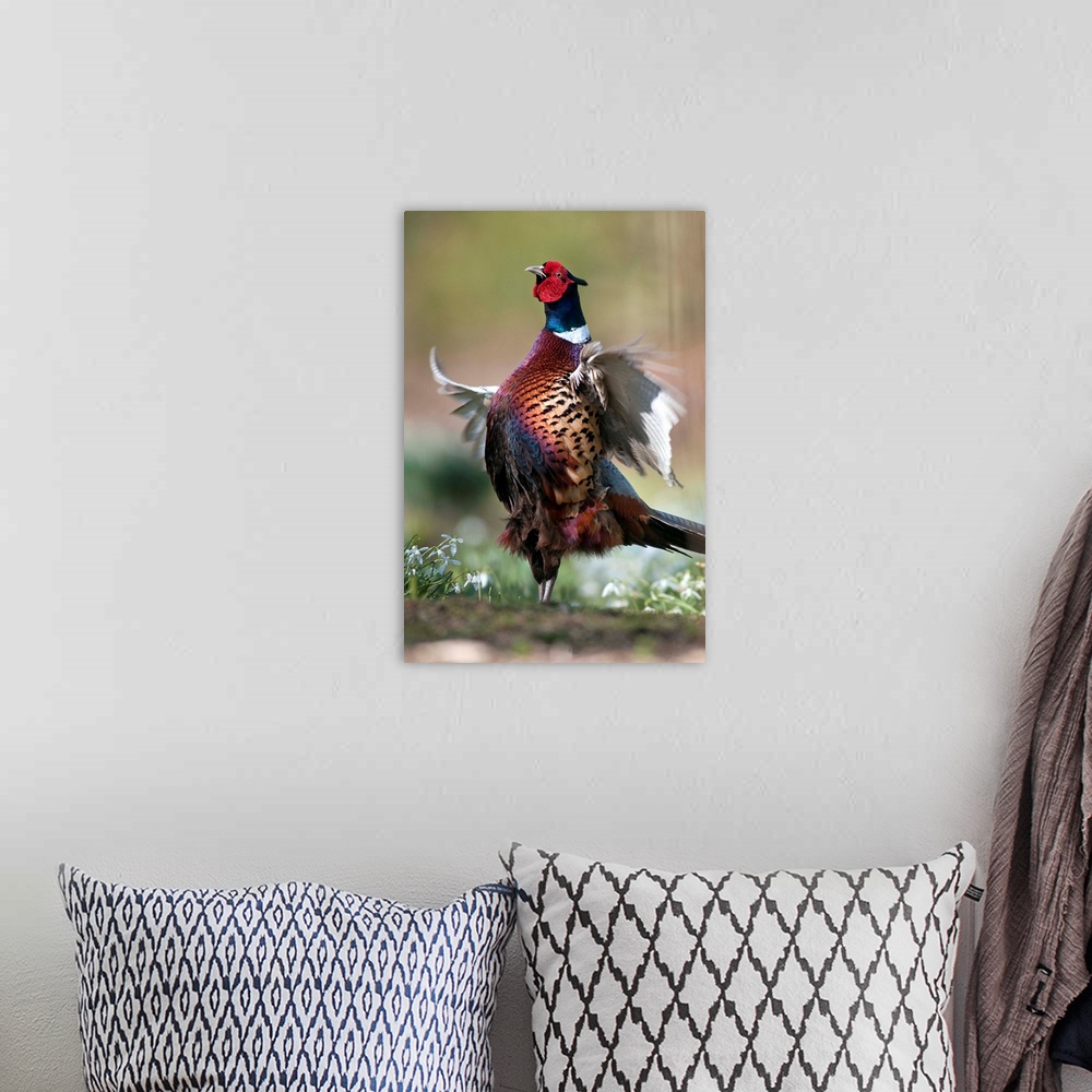 A bohemian room featuring Male common pheasant (Phasianus colchicus) displaying its breeding plumage. Photographed in March...