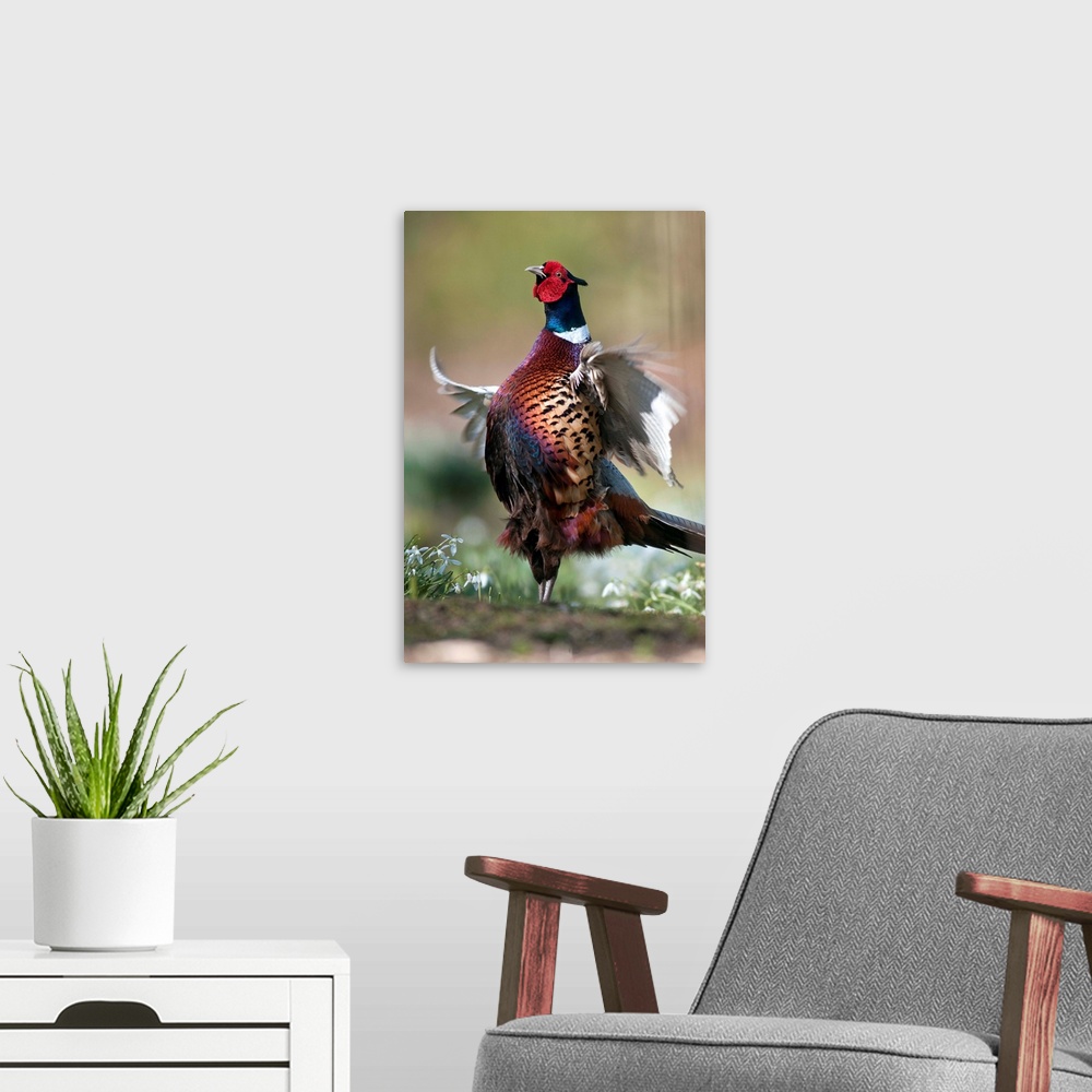 A modern room featuring Male common pheasant (Phasianus colchicus) displaying its breeding plumage. Photographed in March...
