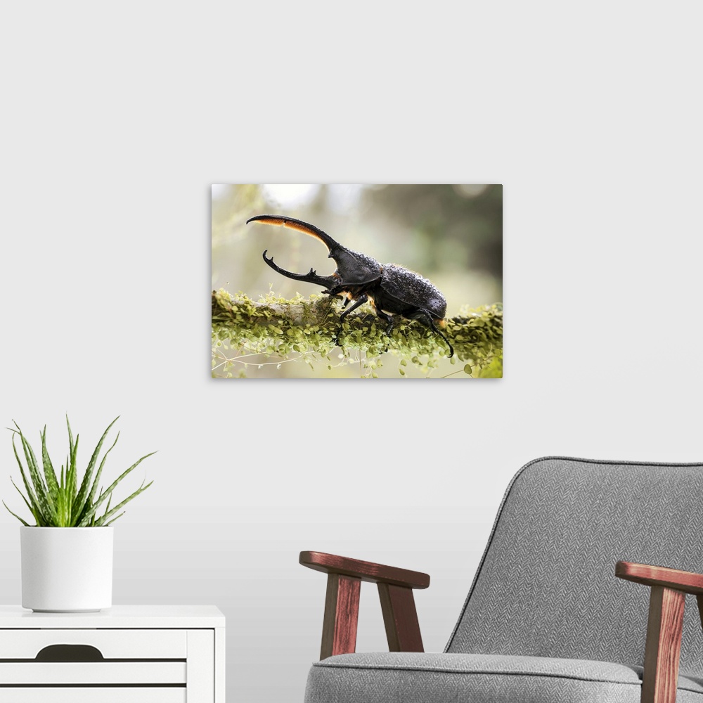A modern room featuring Male Hercules beetle. The Hercules beetle (Dynastes hercules) is the most famous and largest of t...