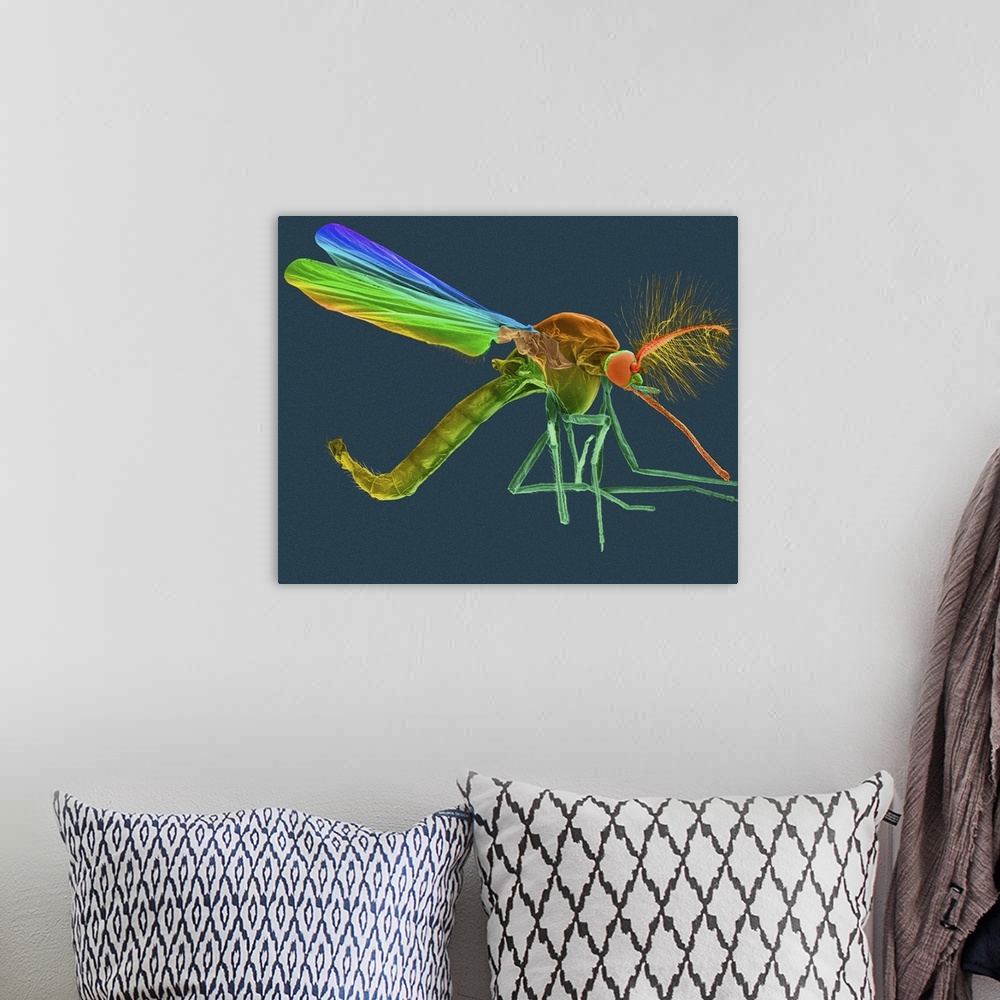 A bohemian room featuring Coloured scanning electron micrograph (SEM) of Male mosquito, Anopheles quadrimaculatus. The fema...