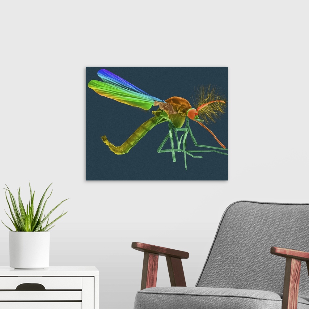 A modern room featuring Coloured scanning electron micrograph (SEM) of Male mosquito, Anopheles quadrimaculatus. The fema...
