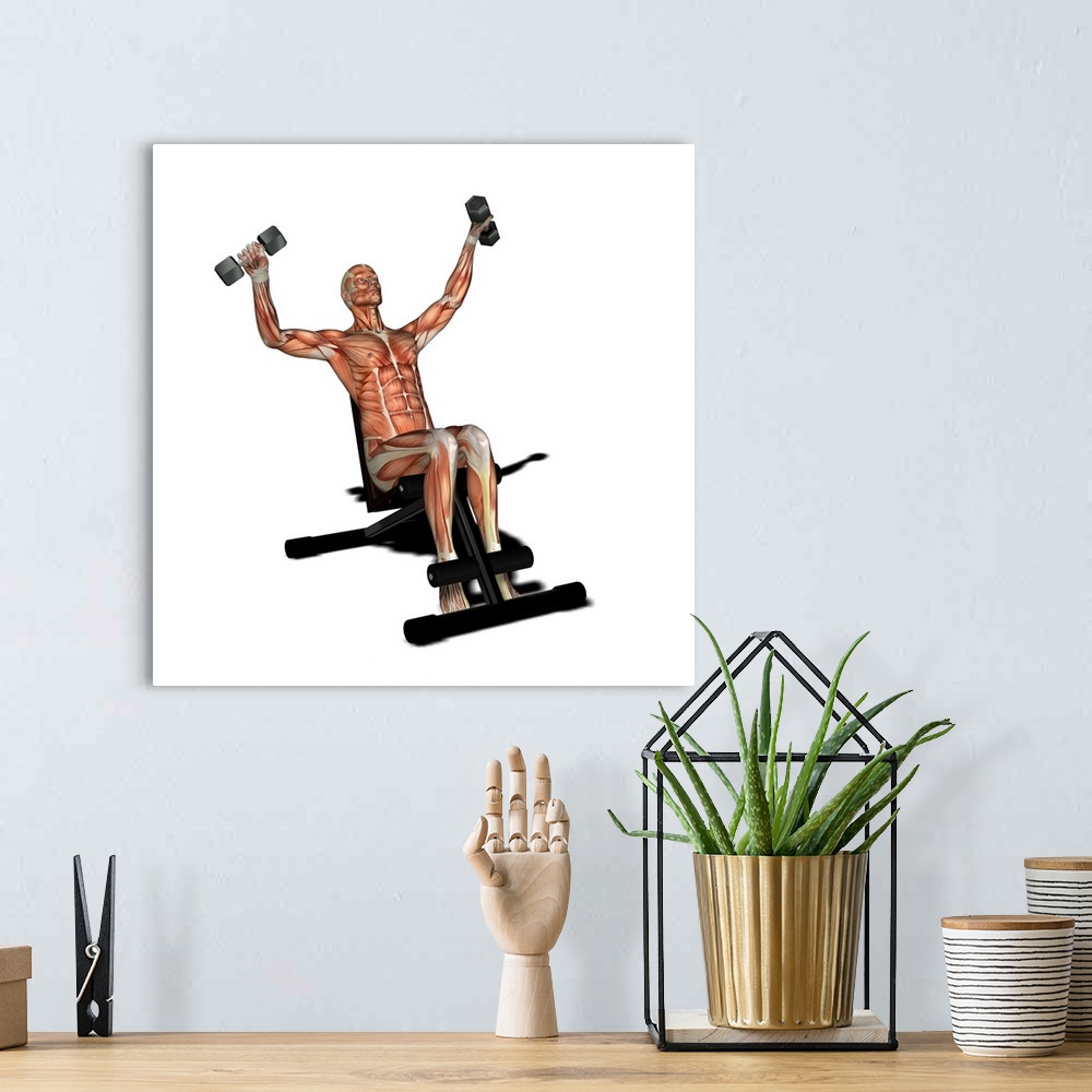 A bohemian room featuring Male muscles. Computer artwork showing the muscle structure of a man lifting weights. These are s...