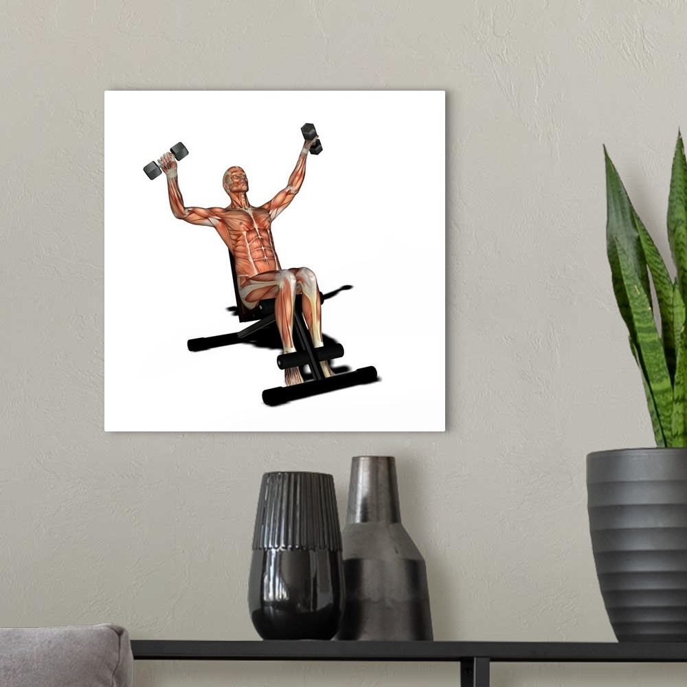 A modern room featuring Male muscles. Computer artwork showing the muscle structure of a man lifting weights. These are s...
