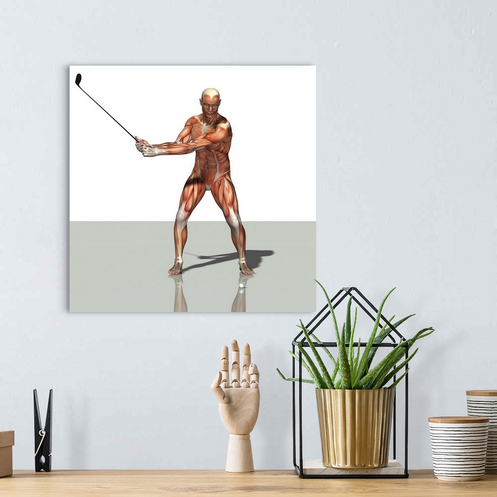 A bohemian room featuring Male muscles. Computer artwork showing the muscle structure of a man playing golf. These are skel...
