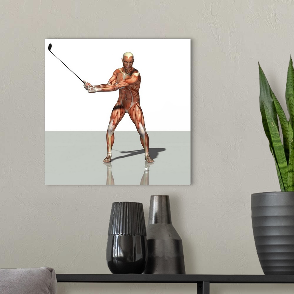 A modern room featuring Male muscles. Computer artwork showing the muscle structure of a man playing golf. These are skel...