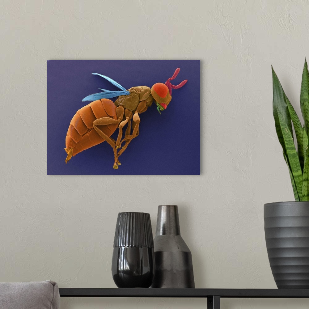 A modern room featuring Coloured scanning electron micrograph (SEM) of Male parasitic wasp (Nasonia vitripennis). Nasonia...