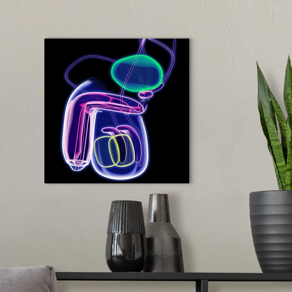 A modern room featuring Male reproductive system, computer artwork.