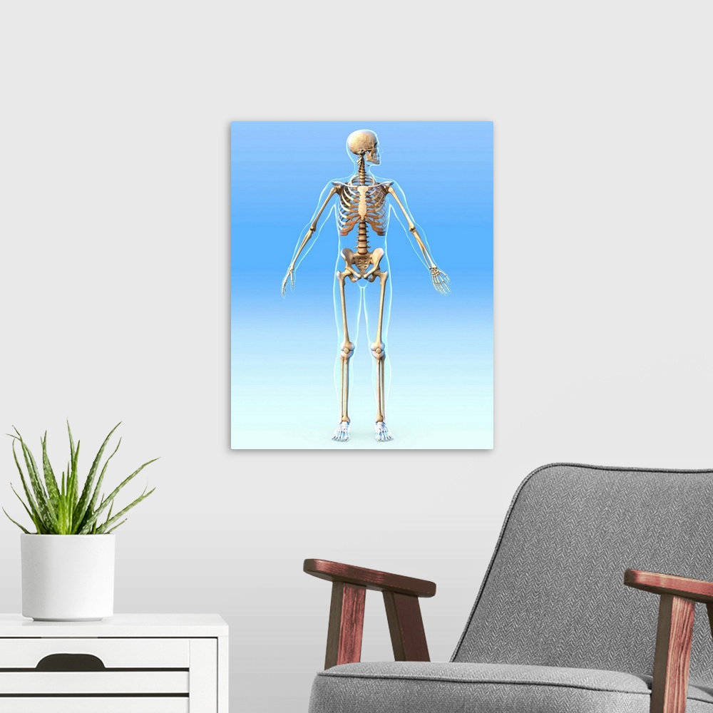 A modern room featuring Male skeleton, computer artwork. The human skeleton has 206 bones. The skull (at top) protects th...