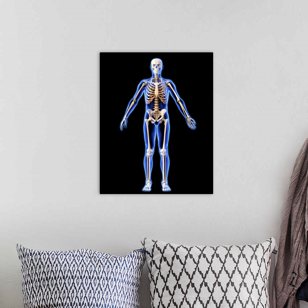 A bohemian room featuring Male skeleton, computer artwork. The human skeleton has 206 bones. The skull (at top) protects th...