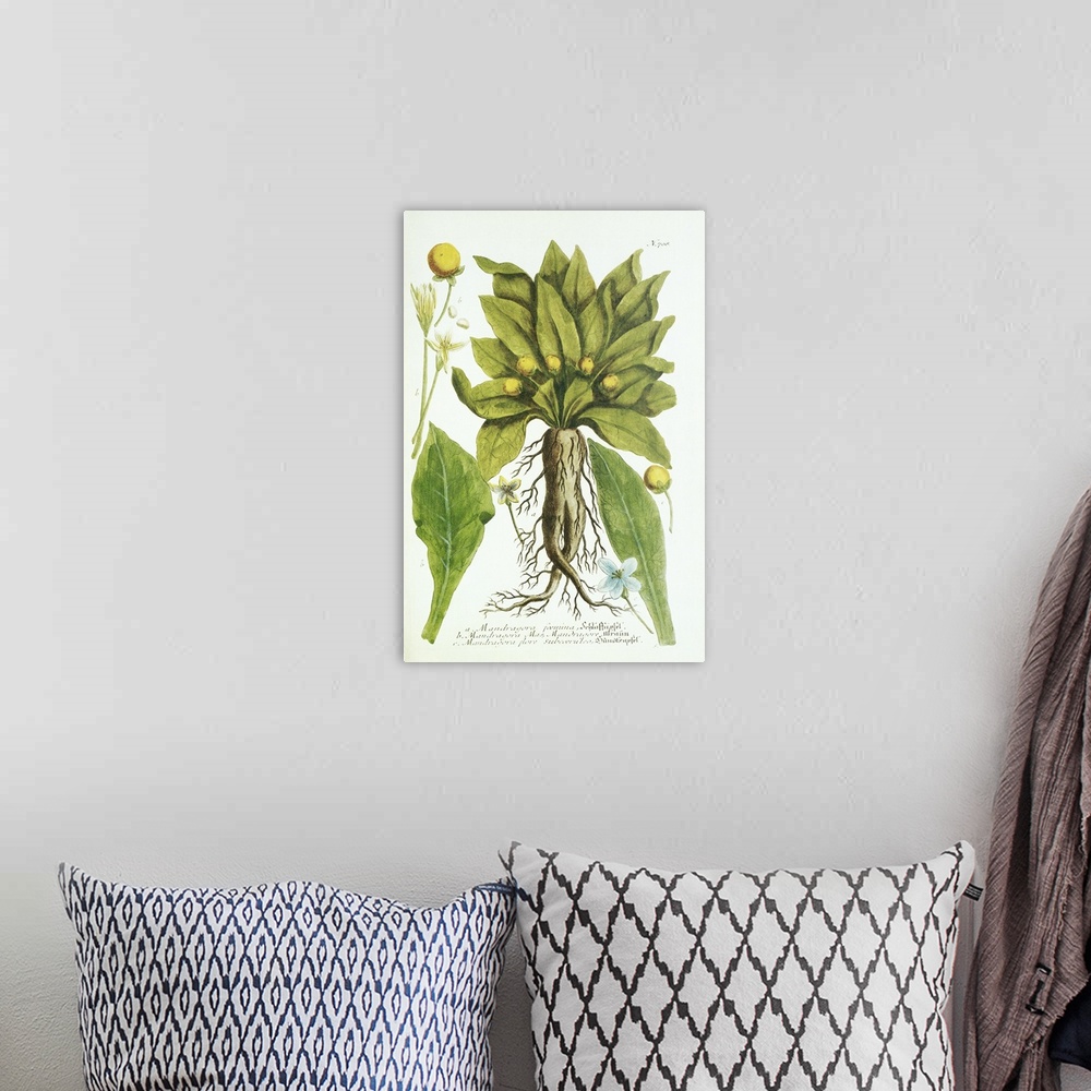 A bohemian room featuring Mandrake plant, historical artwork. Different parts of the plant are shown in this botanical artw...