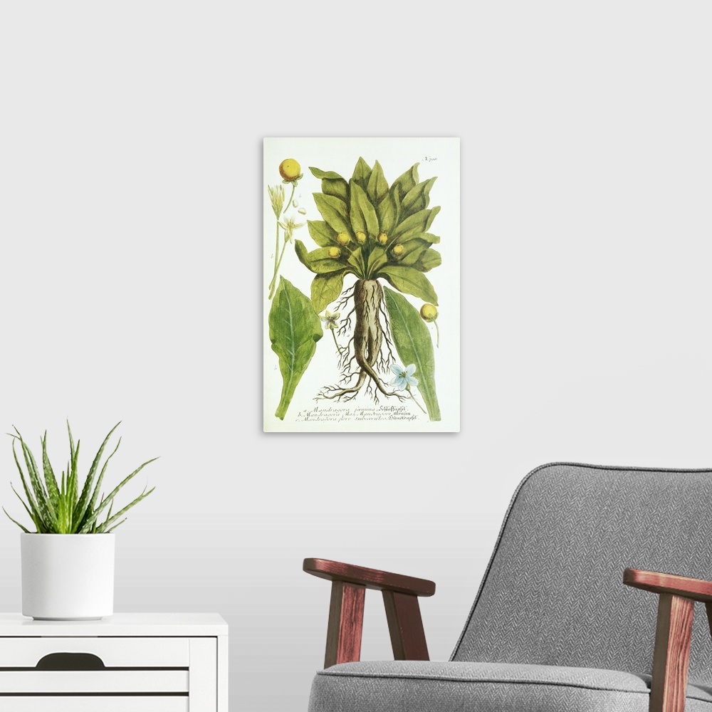 A modern room featuring Mandrake plant, historical artwork. Different parts of the plant are shown in this botanical artw...