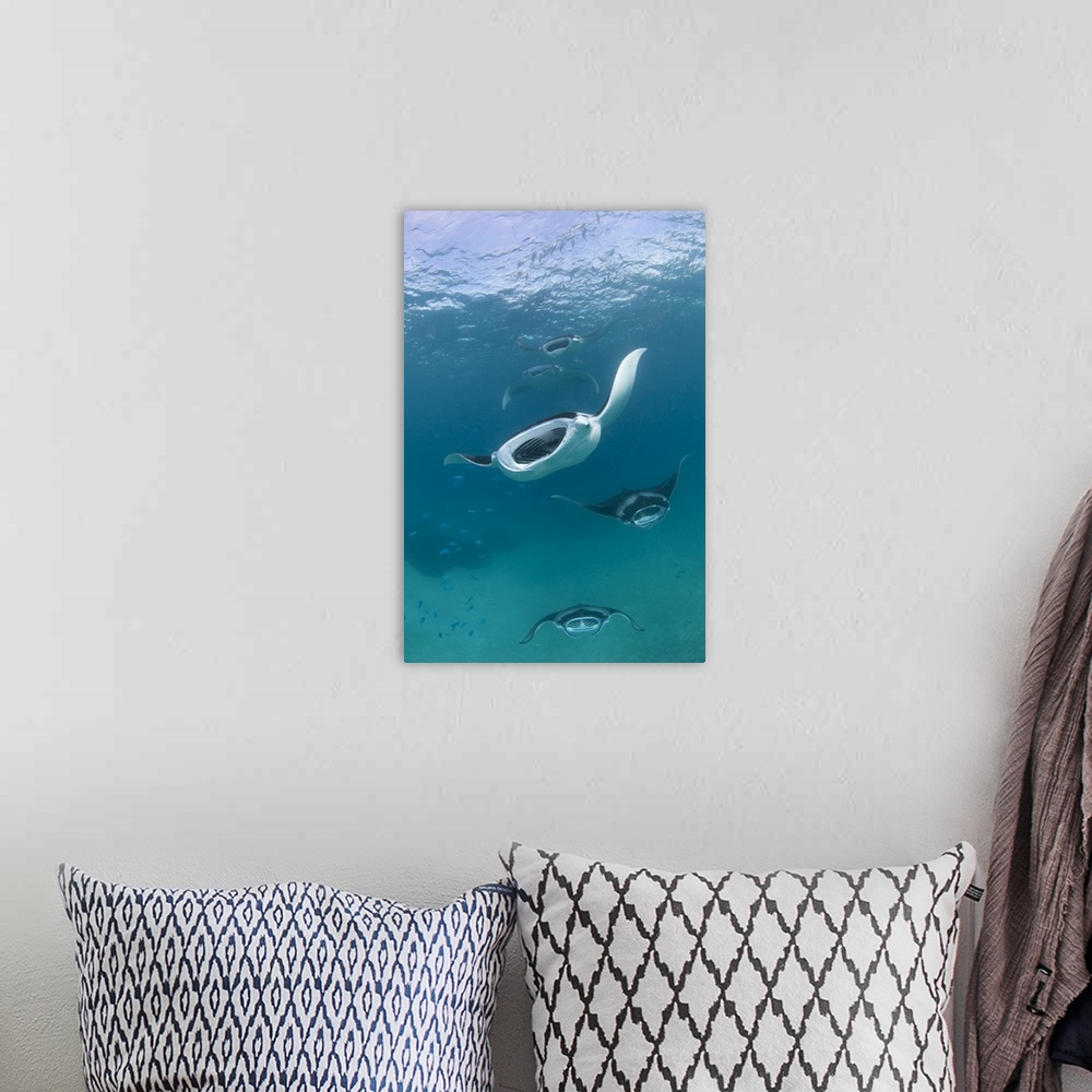 A bohemian room featuring A group of many manta rays, Manta birostris, feeding in formation. Many manta gather together in ...