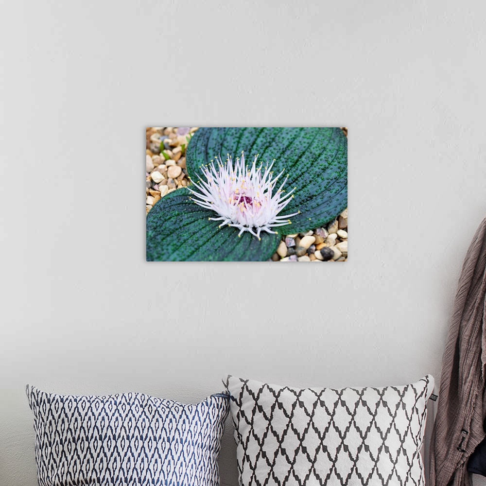 A bohemian room featuring Massonia pustulata plant in flower.