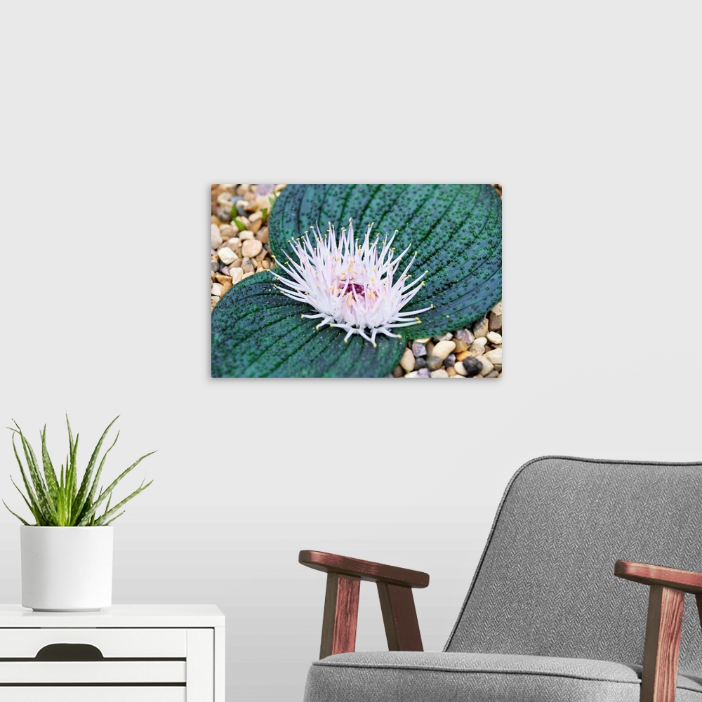 A modern room featuring Massonia pustulata plant in flower.