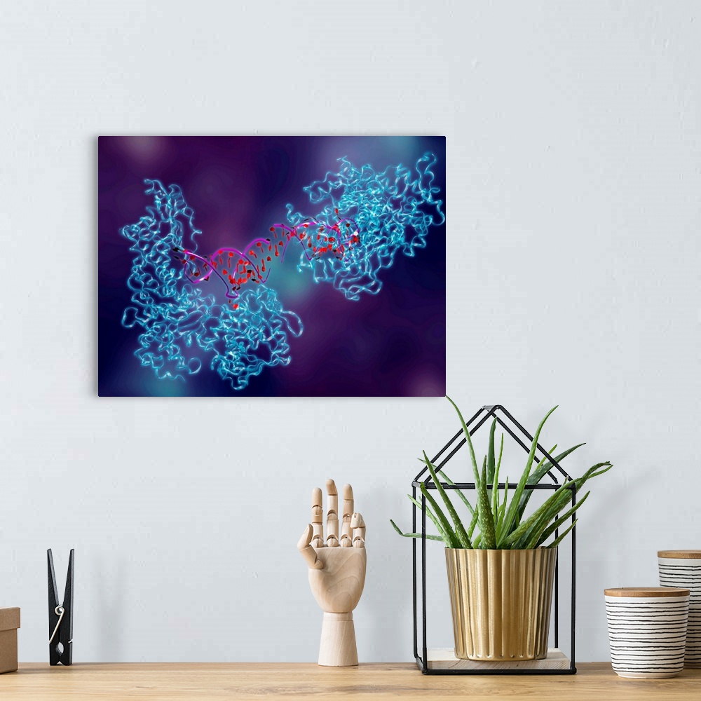 A bohemian room featuring Metabolic enzyme. Computer artwork of aconitase (blue), in complex with ferritin messenger ribonu...