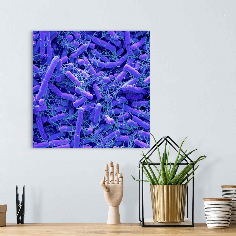 A bohemian room featuring Microbiome. Coloured scanning electron micrograph (SEM) of bacteria cultured from a fingertip. Th...