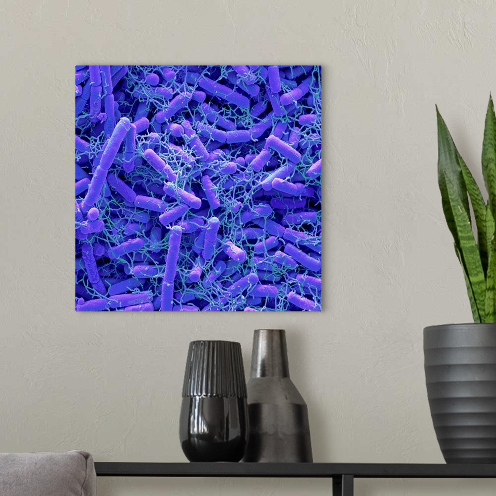 A modern room featuring Microbiome. Coloured scanning electron micrograph (SEM) of bacteria cultured from a fingertip. Th...