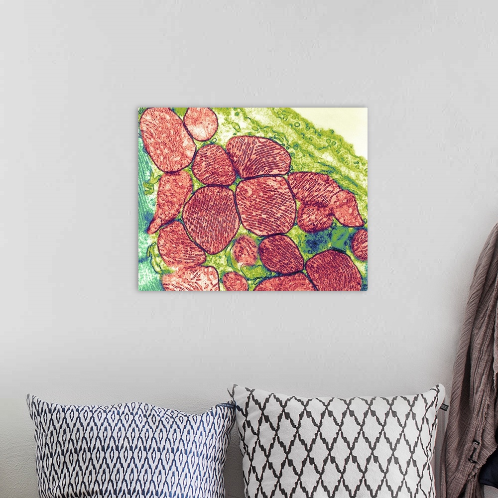 A bohemian room featuring Mitochondria. Coloured transmission electron micrograph (TEM) of mitochondria (red) in heart musc...
