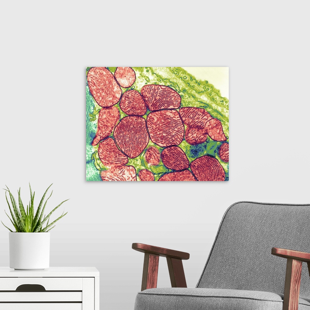 A modern room featuring Mitochondria. Coloured transmission electron micrograph (TEM) of mitochondria (red) in heart musc...