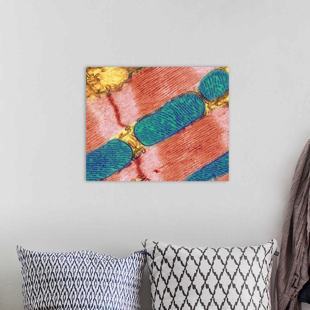 A bohemian room featuring Mitochondrion. Coloured transmission electron micrograph (TEM) of mitochondria (blue/green) in he...