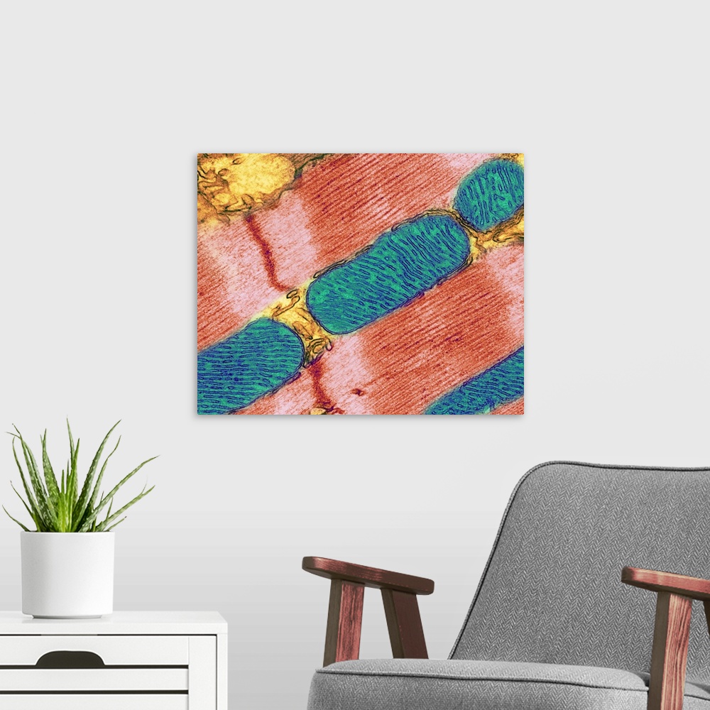 A modern room featuring Mitochondrion. Coloured transmission electron micrograph (TEM) of mitochondria (blue/green) in he...