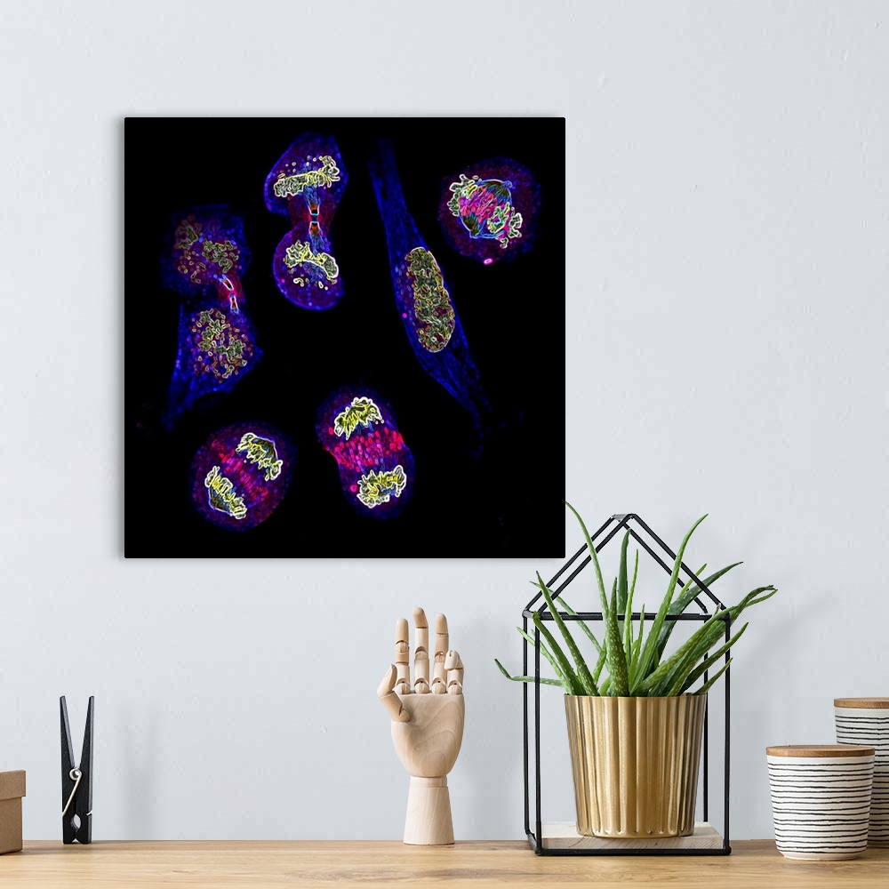A bohemian room featuring Mitosis. Fluorescence micrograph of six cells at different stages of mitosis (nuclear division). ...