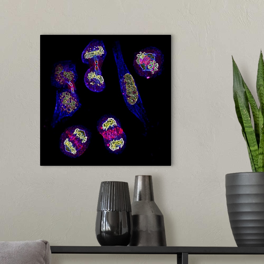 A modern room featuring Mitosis. Fluorescence micrograph of six cells at different stages of mitosis (nuclear division). ...