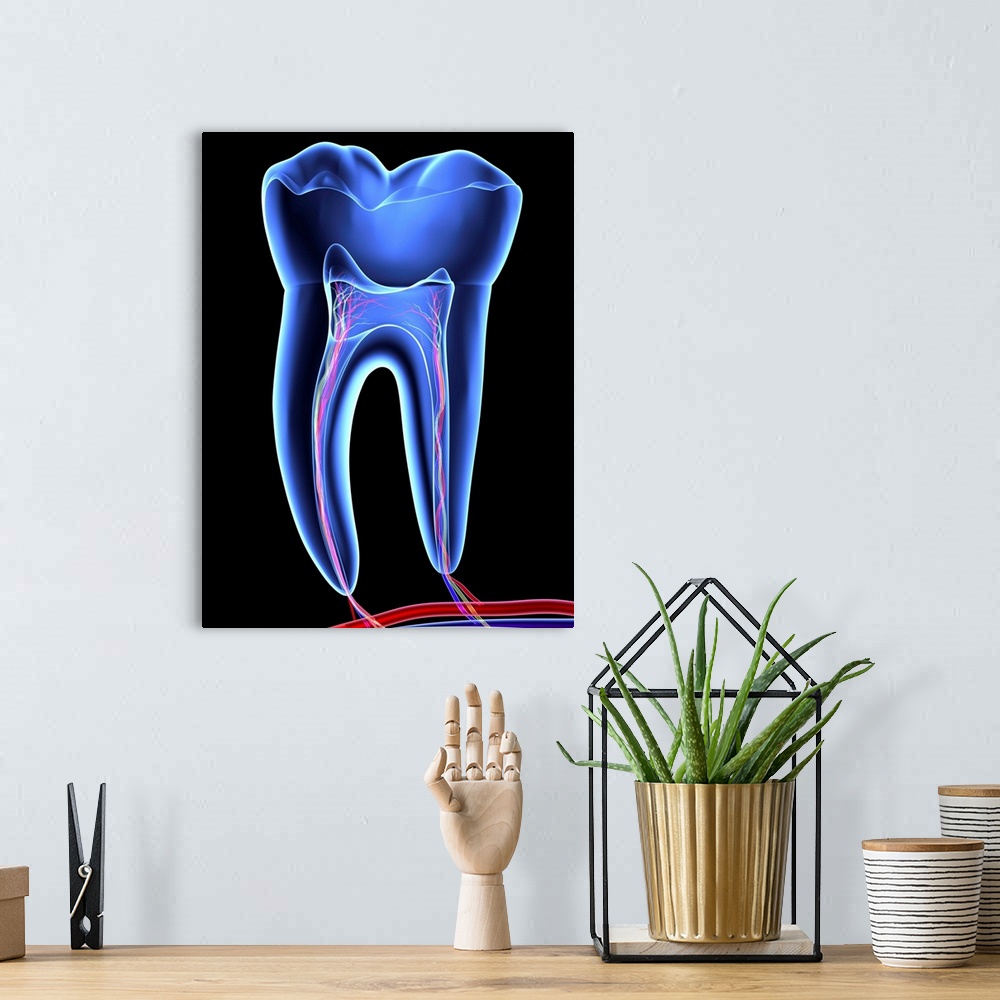 A bohemian room featuring Tooth, transparent cross section of a molar tooth with arteries (red), veins (purple) and nerves ...