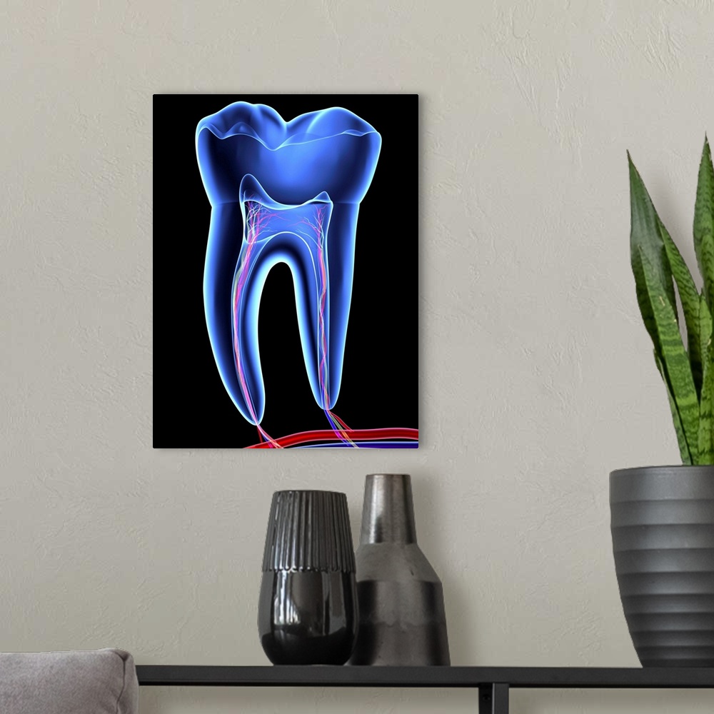 A modern room featuring Tooth, transparent cross section of a molar tooth with arteries (red), veins (purple) and nerves ...