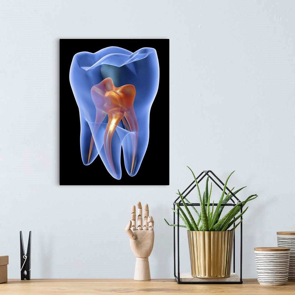 A bohemian room featuring Tooth, transparent cross section of a molar tooth showing the pulp chamber (orange).