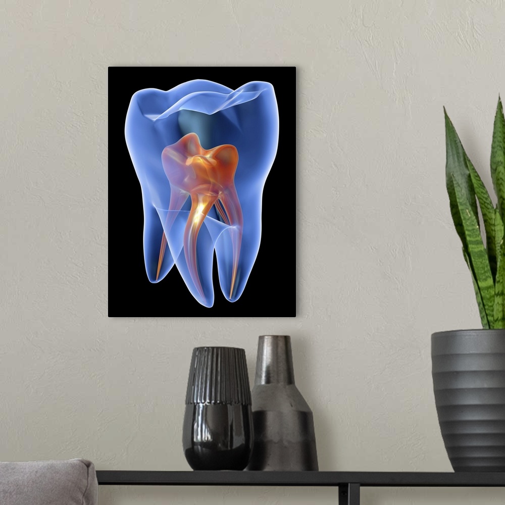 A modern room featuring Tooth, transparent cross section of a molar tooth showing the pulp chamber (orange).
