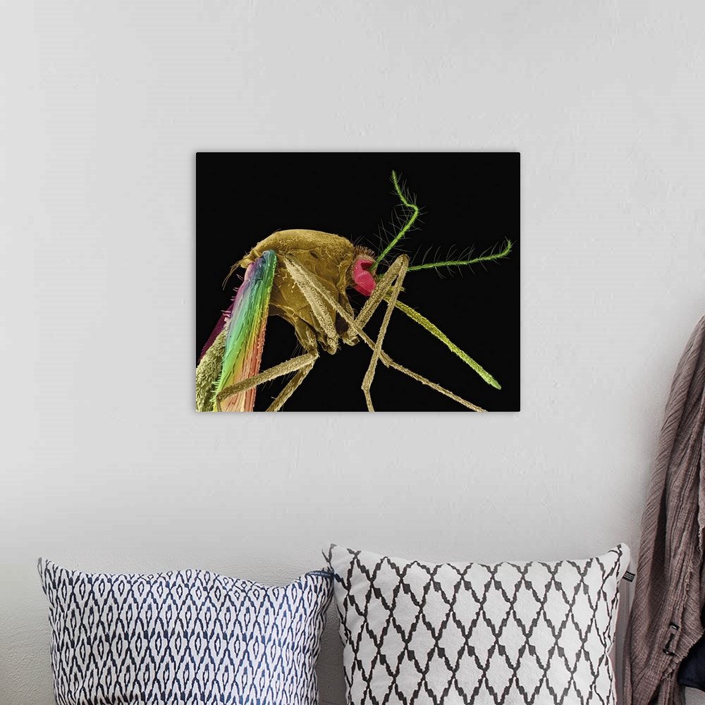 A bohemian room featuring Coloured scanning electron micrograph (SEM) of Southern house mosquito (Culex quinquefasciatus). ...