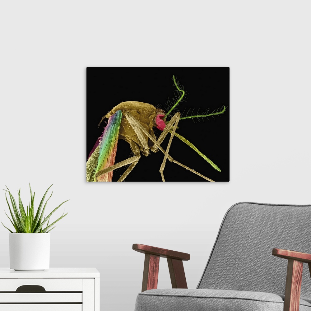 A modern room featuring Coloured scanning electron micrograph (SEM) of Southern house mosquito (Culex quinquefasciatus). ...
