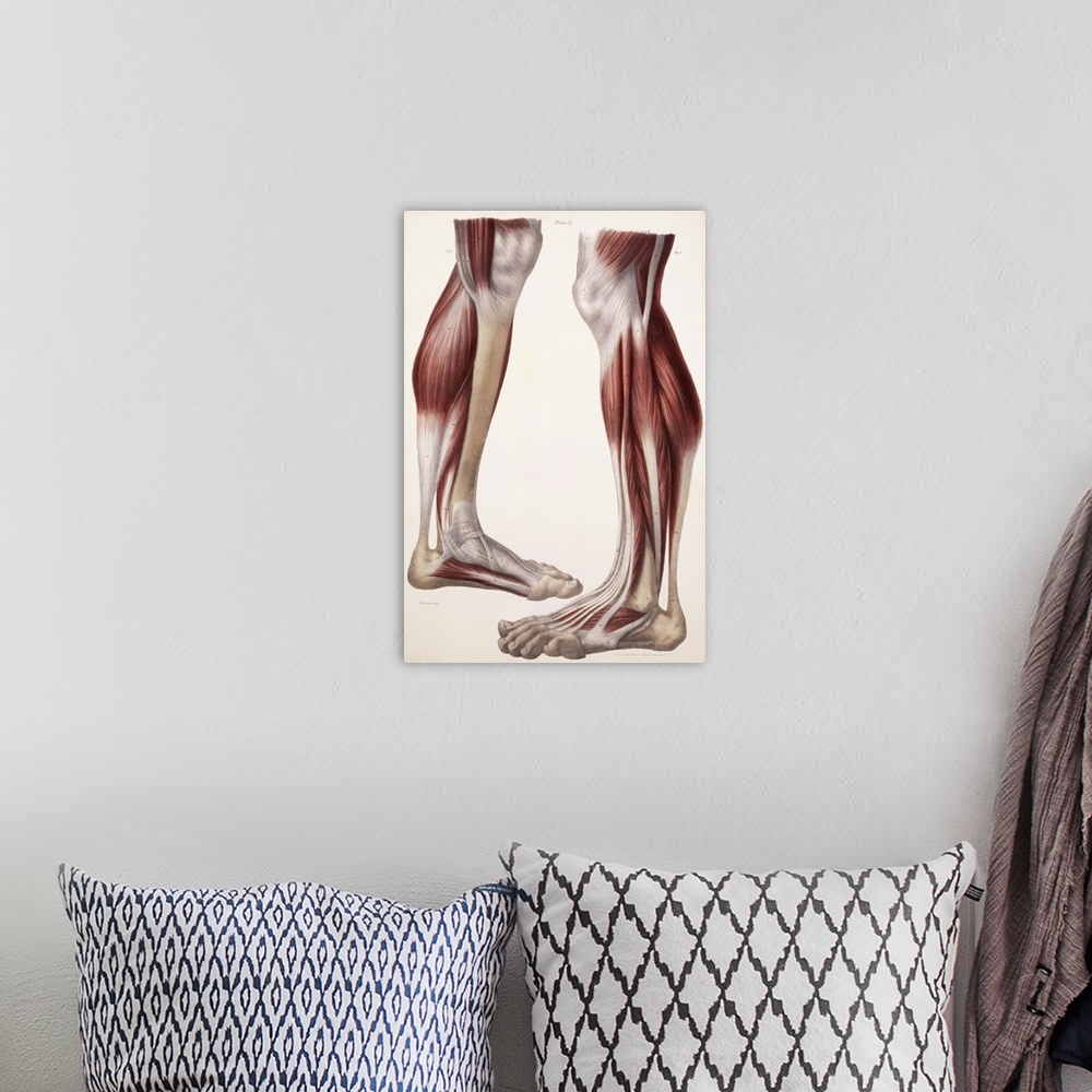 A bohemian room featuring Muscles of the lower leg, historical artwork. The skin and fascia (connective tissue) have been r...