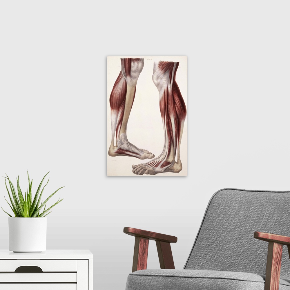 A modern room featuring Muscles of the lower leg, historical artwork. The skin and fascia (connective tissue) have been r...