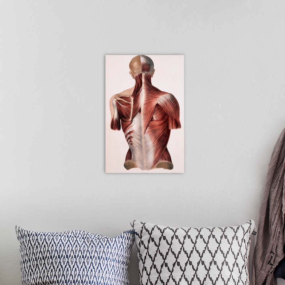 A bohemian room featuring Muscles of the back, historical artwork. The skin and fascia (connective tissue) have been remove...