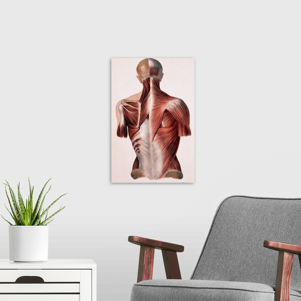 A modern room featuring Muscles of the back, historical artwork. The skin and fascia (connective tissue) have been remove...