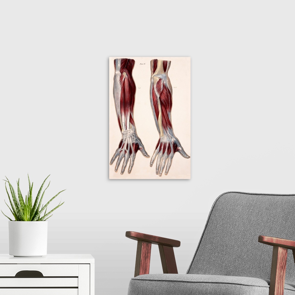 A modern room featuring Muscles of the forearm, historical artwork. The figure at left shows the first layer of muscles (...